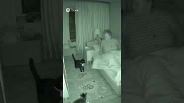 Котики #веселыекоты