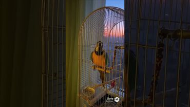 Корм в миску быстро😂 #sora # попугай #приколы