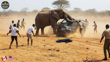 200 Brutal Collisions Caught On Camera 2025 | Invasive Species Accidents | Idiots in Cars