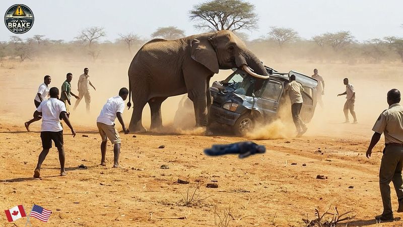 200 collisioni brutali riprese dalle telecamere nel 2025 | Incidenti causati da specie invasive |...