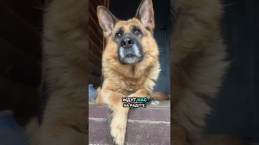 Собаки пойдут в ад за хозяином!#немецкаяовчарка #собака #germanshepheard #funnyanimals #dog