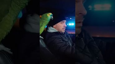 Топ просмотров смешных попугаев😂 часть №2 #sora #юмор #попугай #top #animals #ai