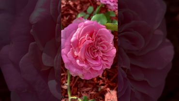 Ashley Rose: A Garden Treasure, award-winning hybrid tea known for its ruffled petals #wedding