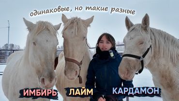 ТРИ ГОЛУБОГЛАЗЫХ КОНЯ / Работа с разными типами лошадей