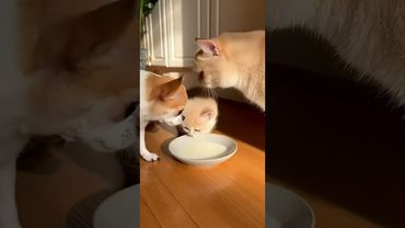 Did the mama cat catch me? #trendingshorts #funny #dogs