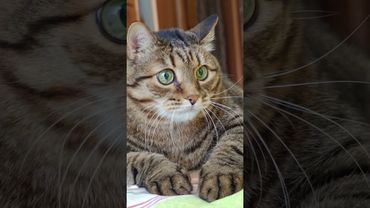 Мошенники 🙀🤔😉🤣 #cat #кот #котушка #юмор #шортс #приколы #цитаты