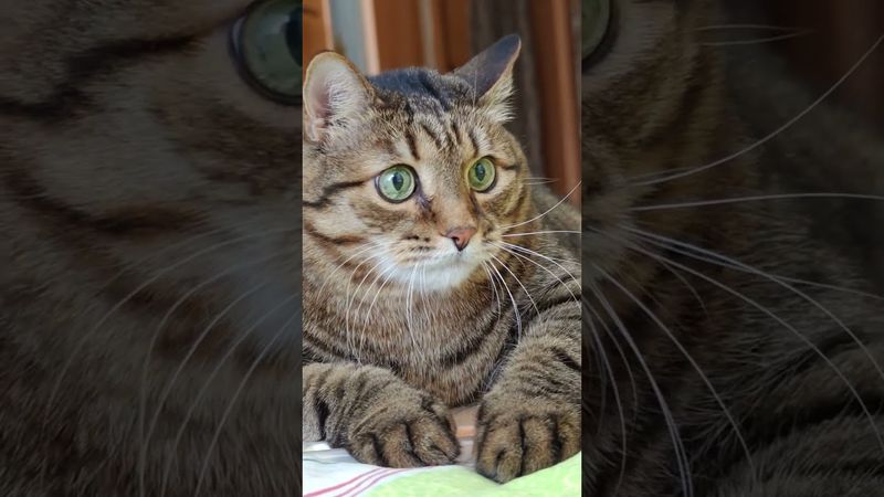 Мошенники 🙀🤔😉🤣 #cat #кот #котушка #юмор #шортс #приколы #цитаты