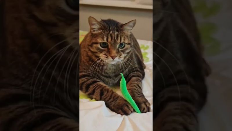 Марселио 👲😻🤩🤣 #mario #remix #cat #кот #котушка #приколы