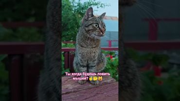 Я не такая 🙀🤔😍🤣 #cat #кот #юмор #приколы #котушка #цитаты #кино