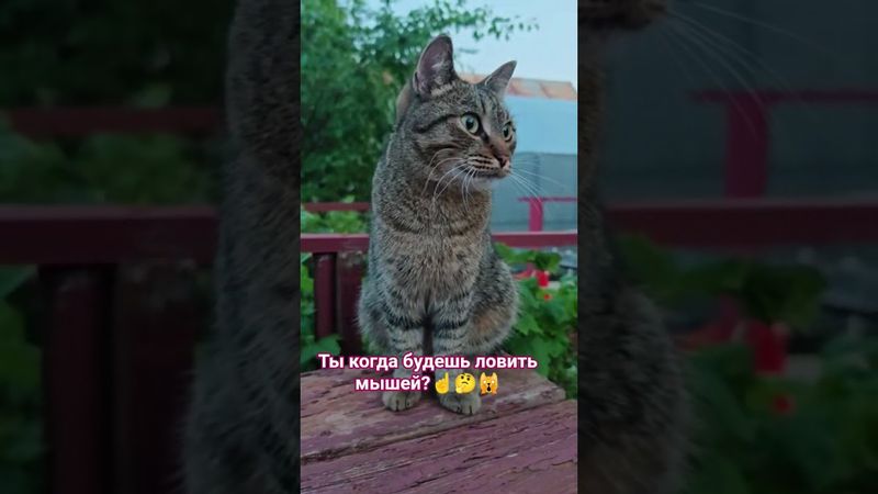 Я не такая 🙀🤔😍🤣 #cat #кот #юмор #приколы #котушка #цитаты #кино