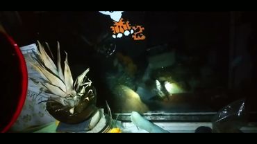 первые роды овчарки