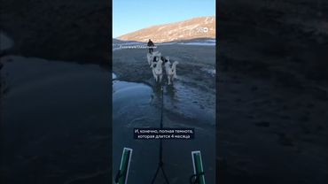 Почему собачьи патрули - это элитные войска