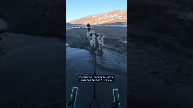 Почему собачьи патрули - это элитные войска