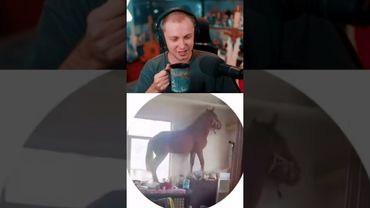 конь или нейросеть #стинт #stint #stintik #прикол #реакция