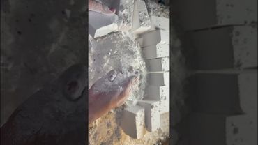 Fresh Chalk PJ - Soft , Crunchy , Strong 🤍 #asmr #gymchalk #satisfying #fyp