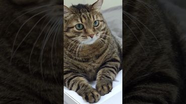 18 лет 🙀😉🤔🤣 #cat #кот #юмор #котушка #приколы #цитаты