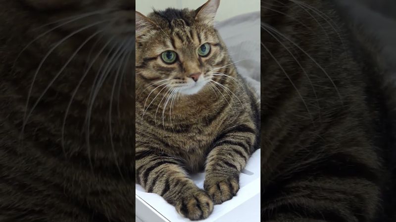 18 лет 🙀😉🤔🤣 #cat #кот #юмор #котушка #приколы #цитаты