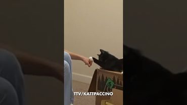 È il gatto più cool di tutti i tempi 😎