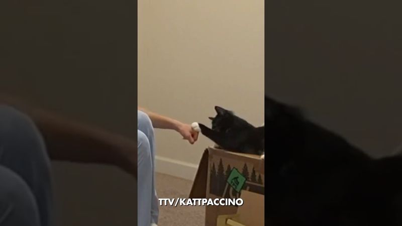 È il gatto più cool di tutti i tempi 😎