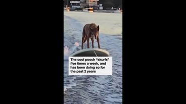 Aussie dog takes to wakeboarding like duck to water
