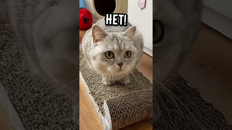 Смешные коты - Майя 😺 #смешныекоты #кошка #смешноевидео