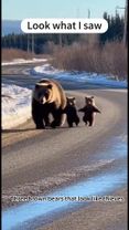 #ViralBound#TrendingNow#MotherBearWithCubs