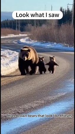 #ViralBound#TrendingNow#MotherBearWithCubs