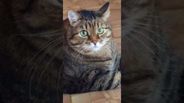 Виноватый 🙀🤔🤗🤣#cat #кот #юмор #котушка #приколы #цитаты