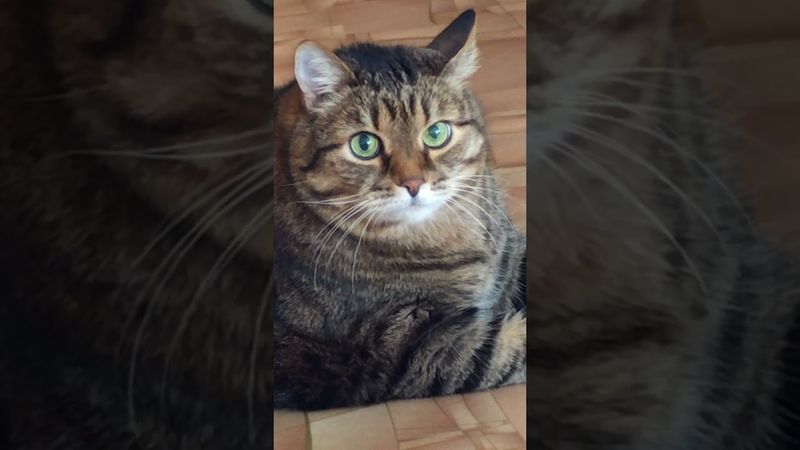 Виноватый 🙀🤔🤗🤣#cat #кот #юмор #котушка #приколы #цитаты