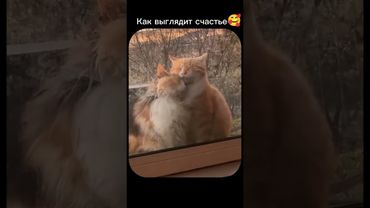 #угар #смешновидео #смешно #мем #смехпродлеваетжизнь #прикол #смешнойшортс #юмор #шуточное