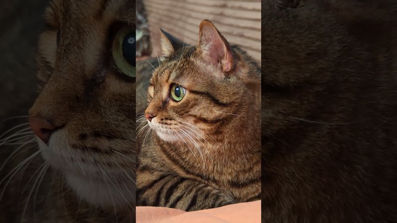 Чем дольше ты один 🙀😉🤔🤣 #cat #кот #юмор #котушка #цитаты #приколы #пародия