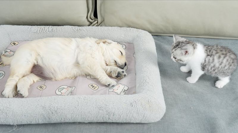 What Does A Kitten Do When He Finds A Sleeping Golden Retriever Puppy