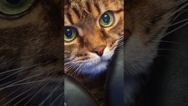 Бокс 🥊🙀🤔🤣 #cat #кот #юмор #котушка #приколы #цитаты #смех