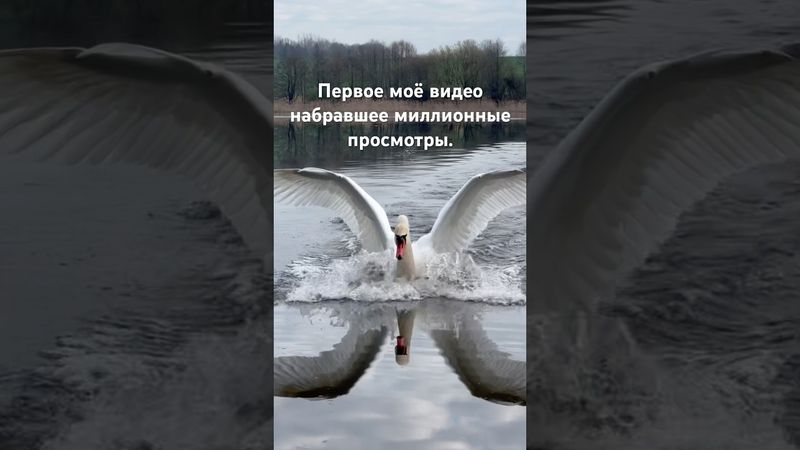 Воспоминание. Сейчас у наших лебедей линька и они пока не летают. #лебедь #милоевидео #бит #полёт