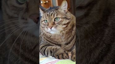 Кто первый моргнул 🙀🤗😉🤣 #cat #кот #юмор #приколы #котушка #цитаты #смех