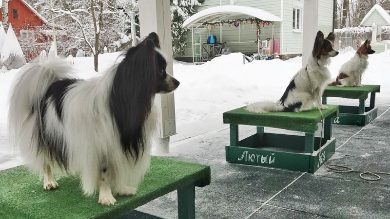 ДТ - 797. Урок с золотым медалистом: работают папильоны