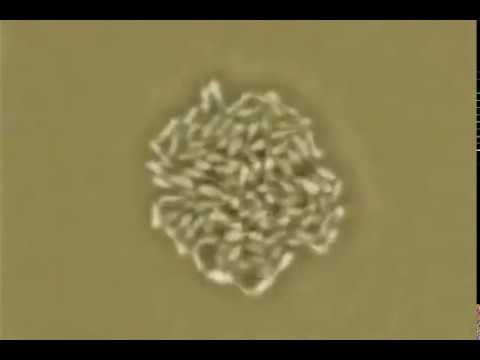 Жгутиковая бактерия