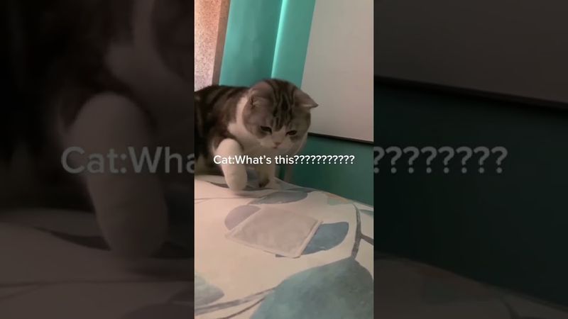 Gatos extremos #gatos #cat