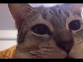 Кот на протяжении 8 секунд чавкает и смотрит в камеру