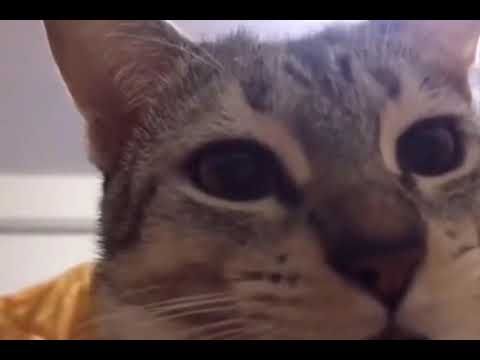 Кот на протяжении 8 секунд чавкает и смотрит в камеру