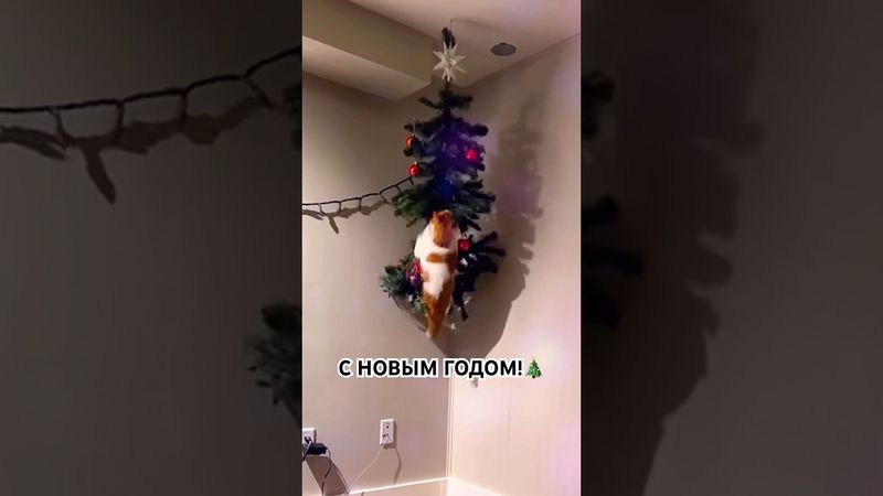 Котики поздравляют с наступающим 2025 годом🎄🐈😹 #озвучка