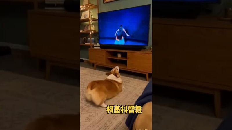 This Corgi Twerks Better Than Me! 🍑😂 #Corgi #FunnyDog #Twerk
