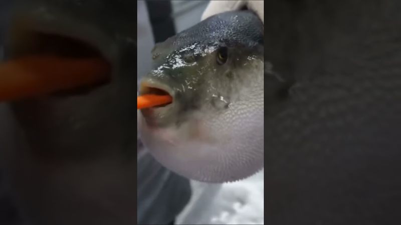 Рыба фугу ест морковь