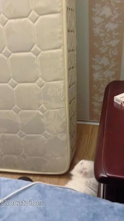 Escape artist 😅😅😅#cat#catlover#catvideo #funnycat#fyp