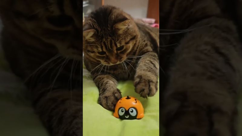 Ничего страшного 🙀😼😉🤣 #cat #кот #юмор #котушка #приколы #цитаты