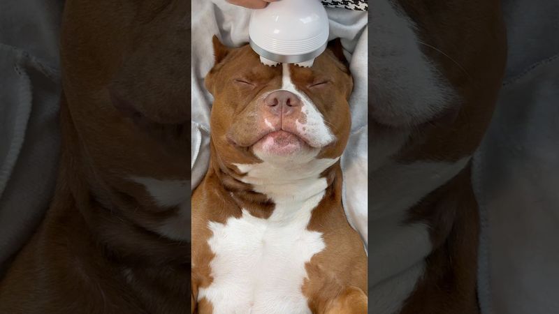 Spa day for the puppy 👼🏽