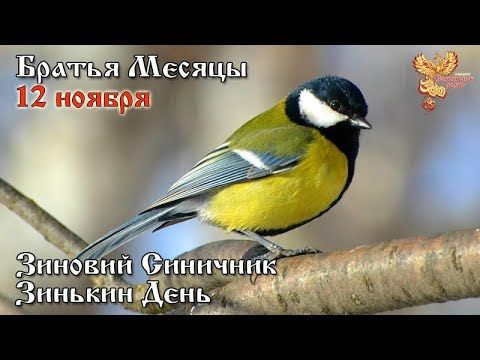 12-е ноября Братья месяцы Зиновий Синичник, Зинькин День.
