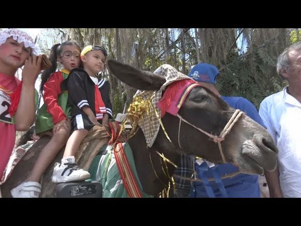 Праздник для ослов устроили в колумбийском городке Моникира