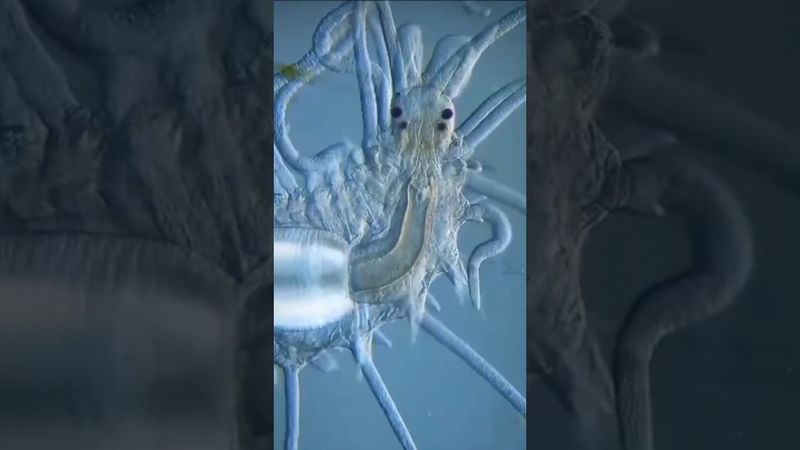 Существо, способное регенерировать своё тело