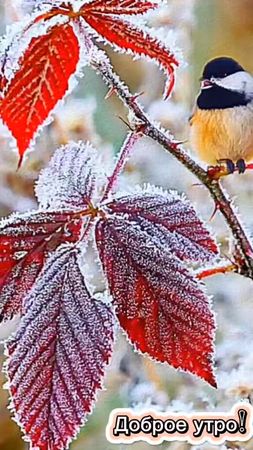 С добрым утром друзья ☕❄️#1ноября #доброе_утро #сдобрымутром